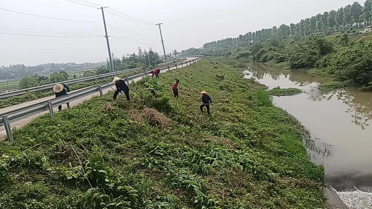 河道保洁除草忙 守护绿水与青山